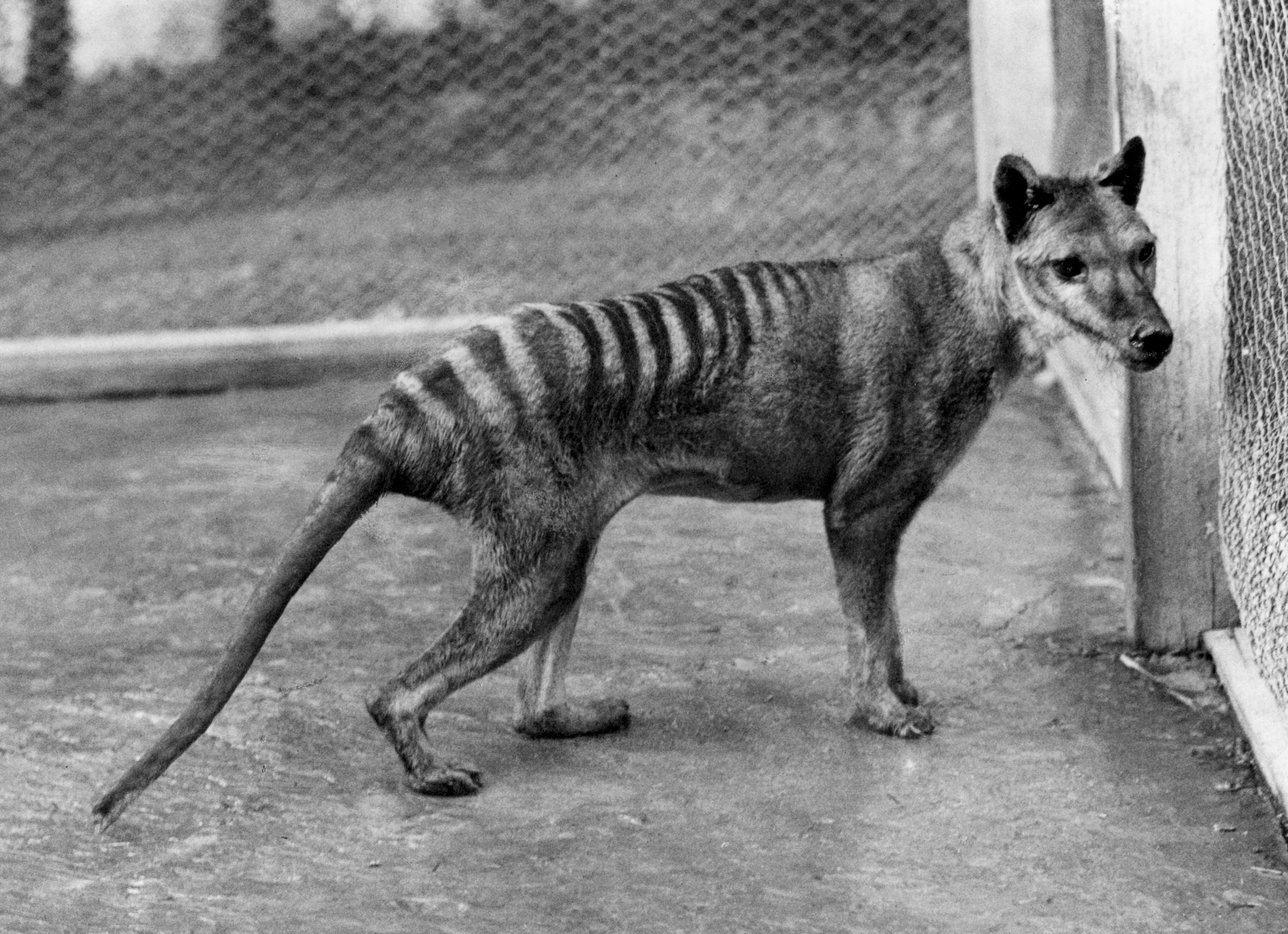 1930년대에 멸종된 태즈메이니아 호랑이
