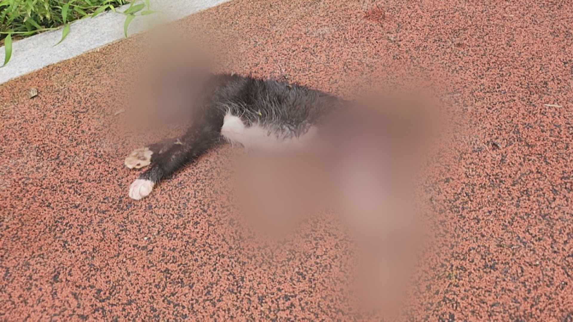 광주광역시 광산구의 한 아파트 단지에서 죽은 채 발견된 길고양이 사체.