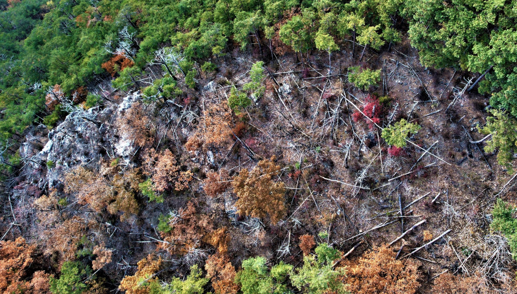 태백산 국립공원 봉화지구 (사진제공 : 녹색연합)