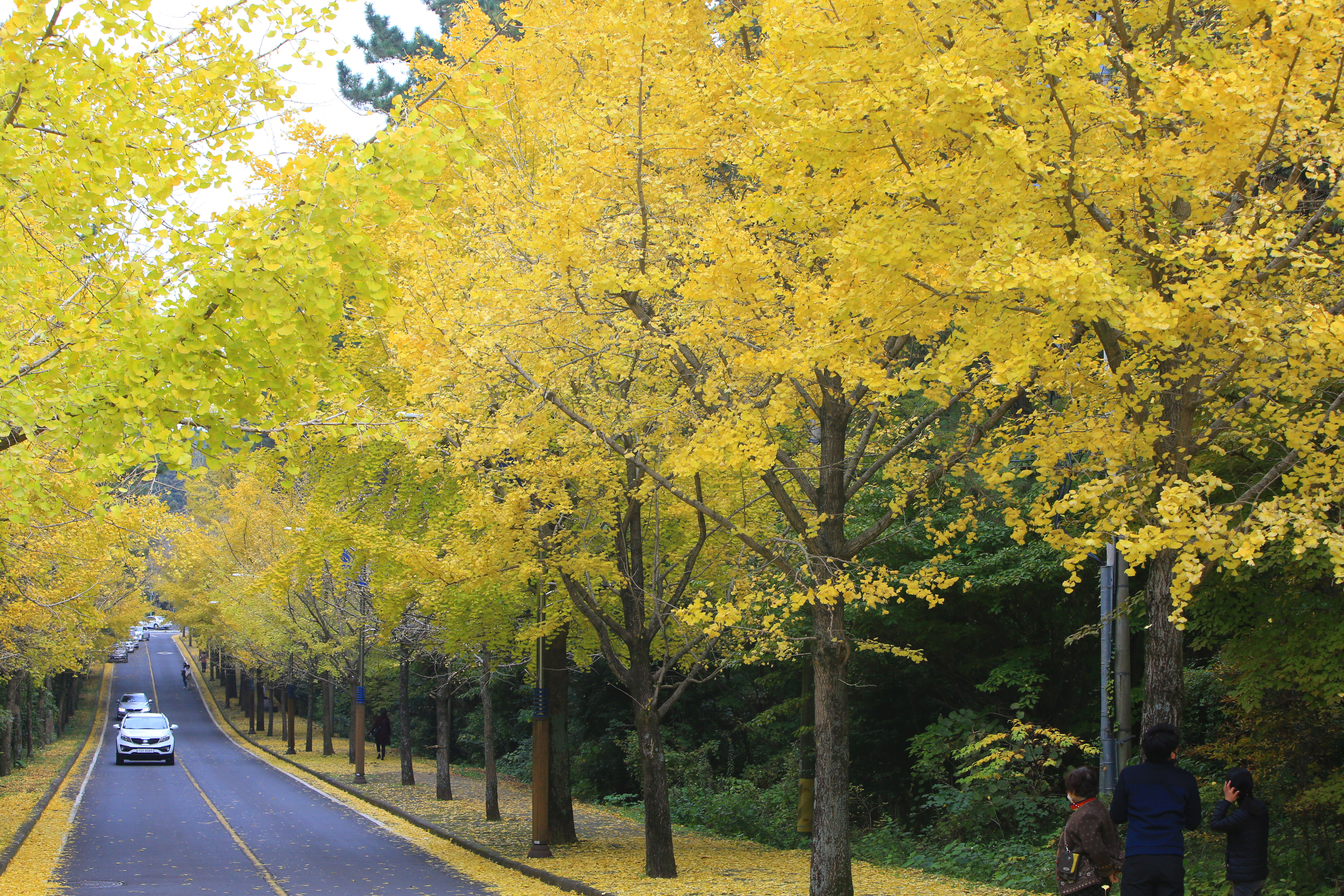 본격적인 가을철이 되면서 은행나무 낙과로 인한 민원이 각 지자체에 잇따르고 있다. 서울시에 따르면 2020년 기준 시내 가로수는 총 30만 5,086그루, 이 중 은행나무가 10만 6,205그루(약 35% 차지)로 가장 많다. (사진 출처=연합뉴스)