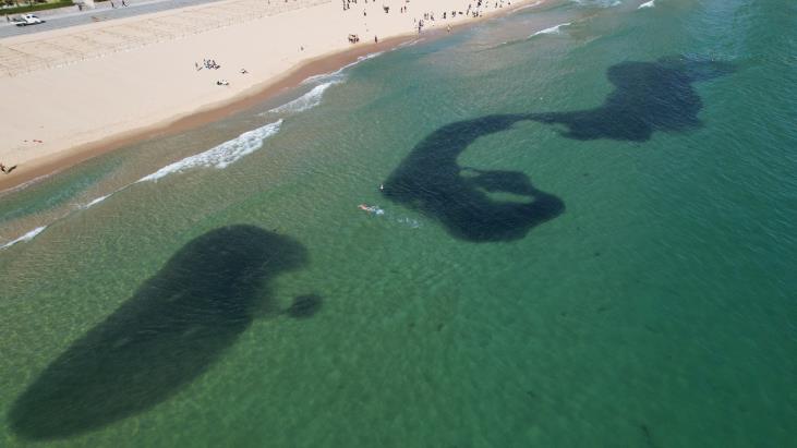 이달 19일 부산 해운대해수욕장에서 발견된 정어리떼(사진:해운대구)