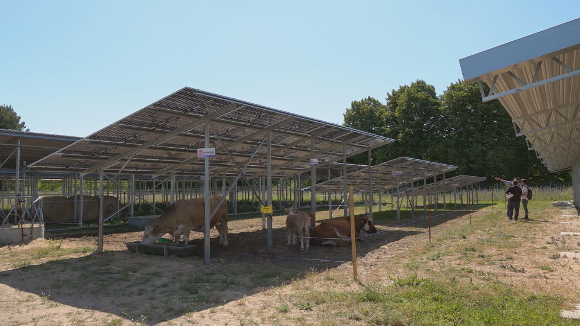 독일의 영농형 태양광 발전소.