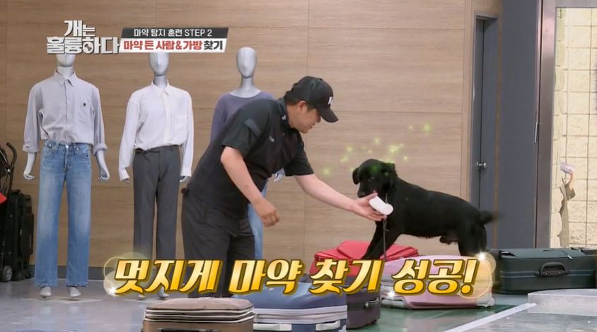 2020년 7월 6일 KBS 예능 프로그램 ‘개는 훌륭하다’ 방송에서 마약 탐지 훈련에 성공하고 조사 요원으로부터 보상을 받는 마약 탐지견 ‘에이스’. (사진 출처=‘개는 훌륭하다’ 방송 갈무리)