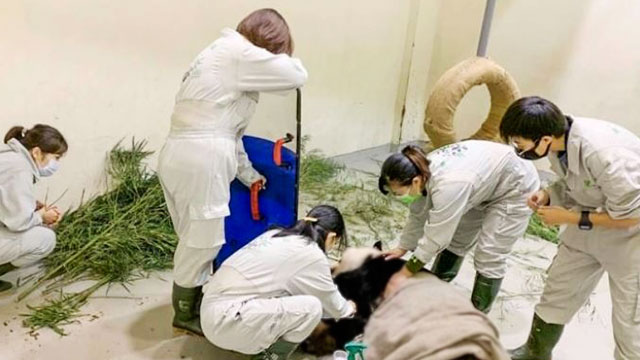타이완 타이베이시 동물원에서 의료진에 치료를 받는 판다 ‘퇀퇀’ (출처: 타이베이시 동물원 페이스북)