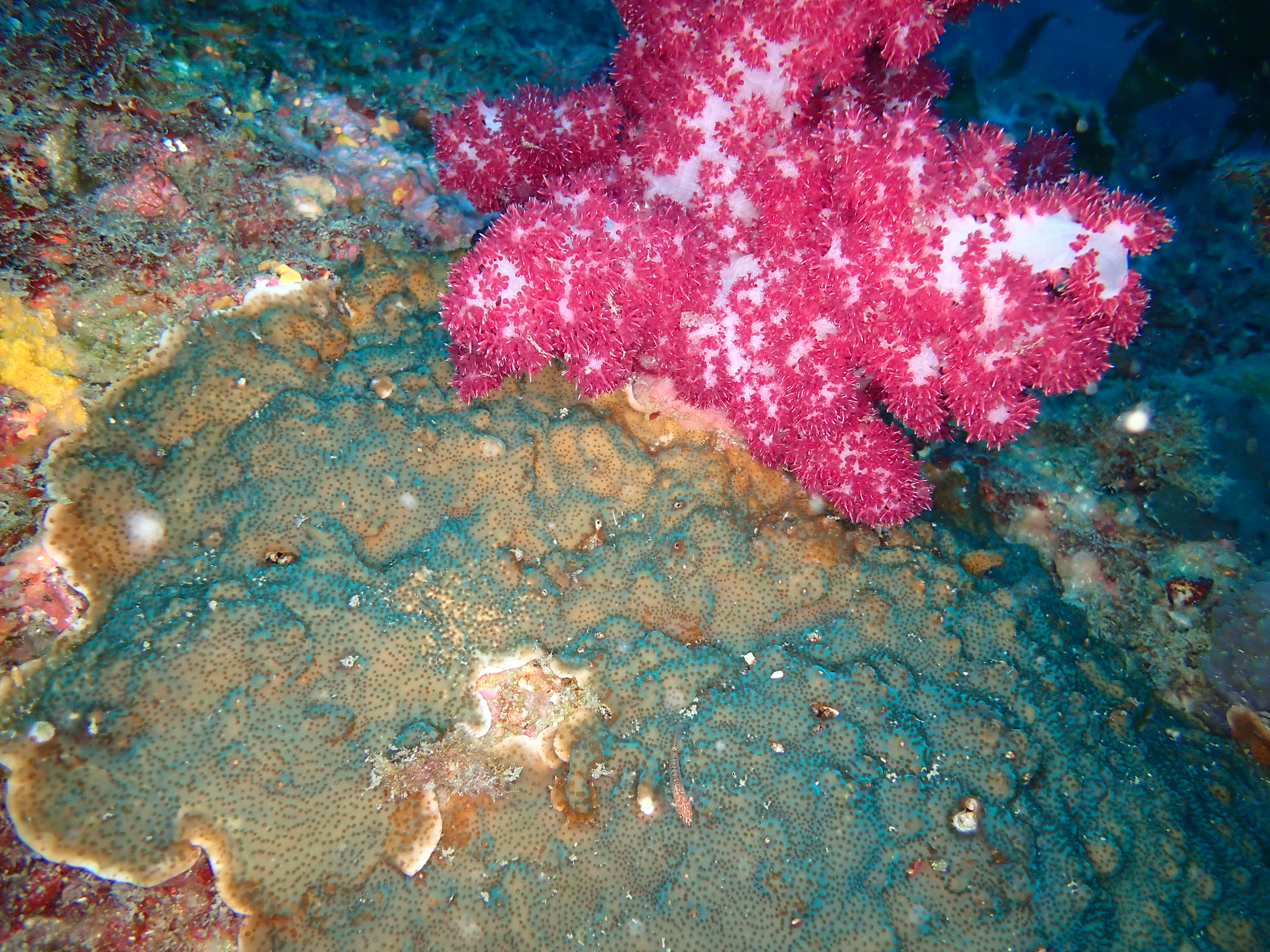 범섬 인근 수심 15m 수중에서 촬영한 빛단풍돌산호. 큰수지맨드라미를 뒤덮고 있다.(사진=녹색연합 제공)