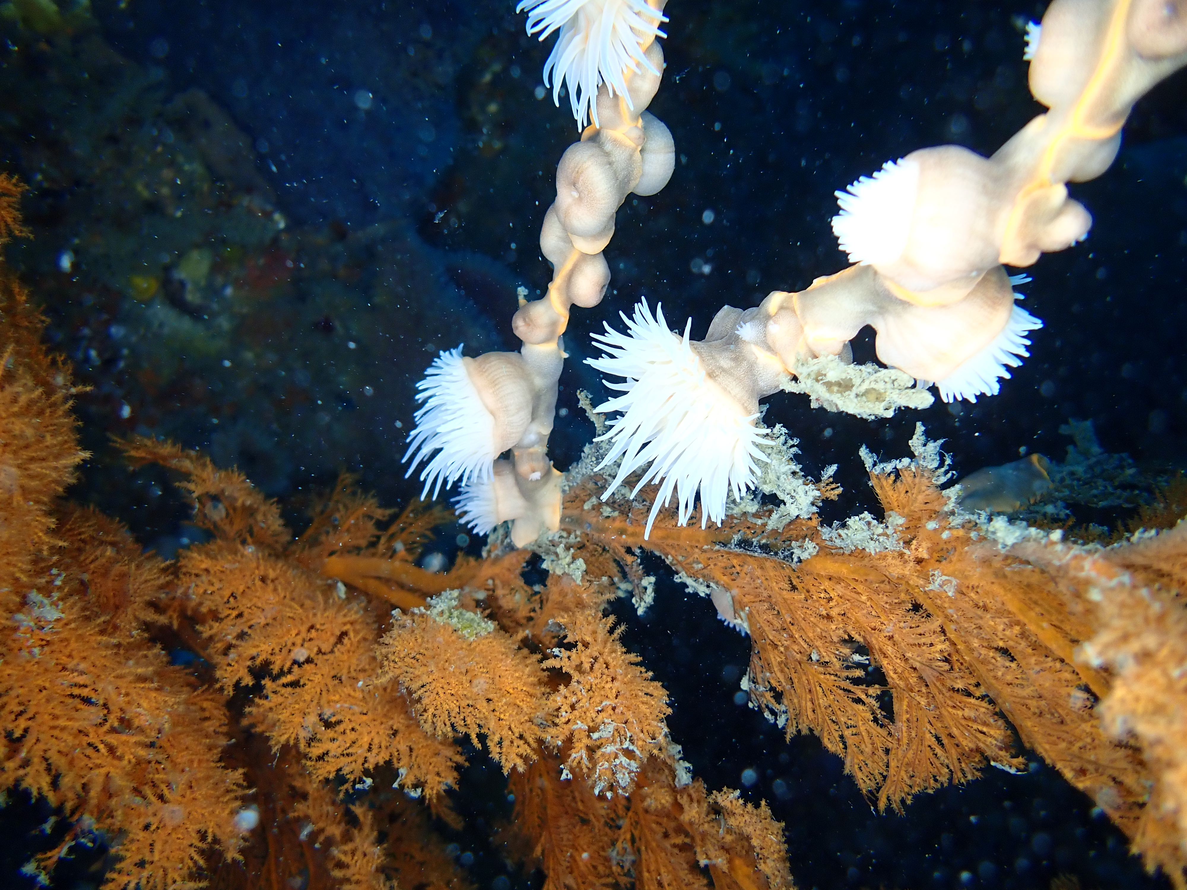 법환포구와 범섬 사이 산호 정원 수심 20m 전후에서 촬영된 해송. 담홍말미잘이 부착한 모습.(사진=녹색연합 제공)