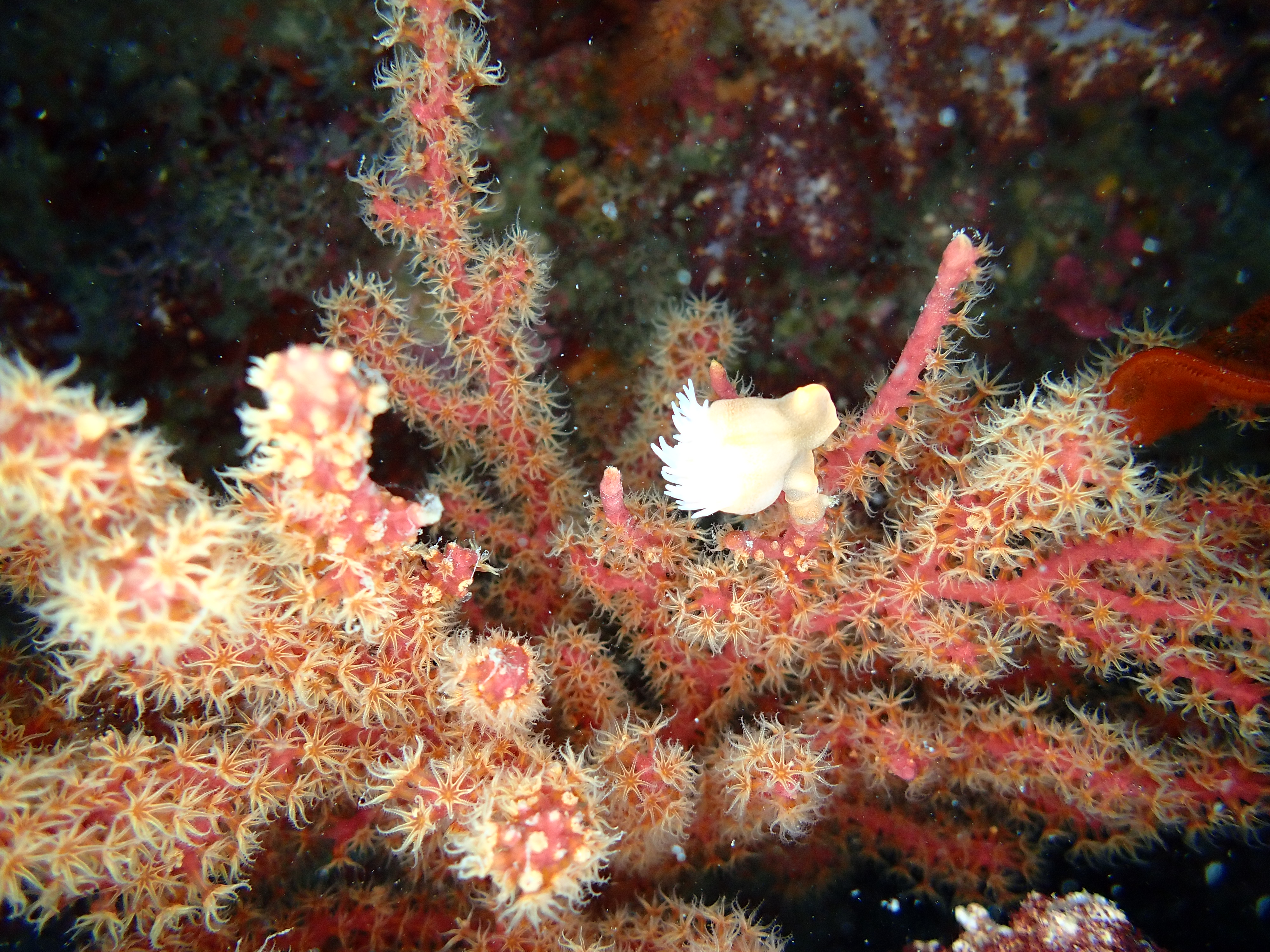 법환포구와 범섬 사이 산호 정원 수심 20m 전후에서 촬영된 빨간별총산호. 담홍말미잘이 부착한 모습(사진=녹색연합 제공)
