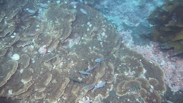 제주 바다에서 서식지를 넓혀가고 있는 빛단풍돌산호(제공=녹색연합)