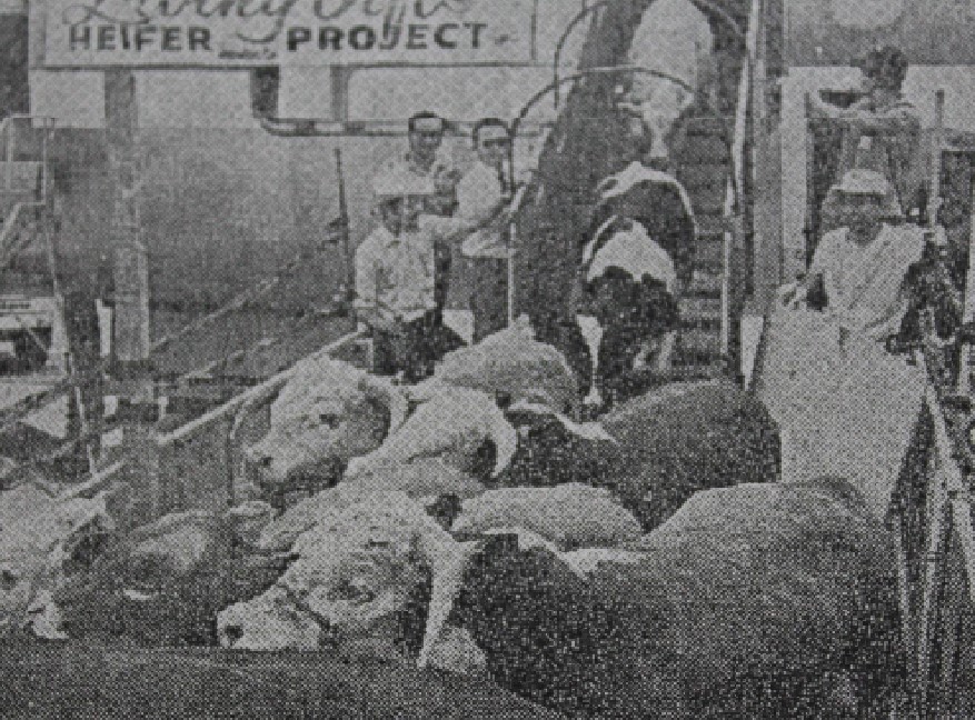 1950년대 미국에서 원조를 받아 한국으로 들오는 젖소들과 가축들 [헤퍼코리아 제공]