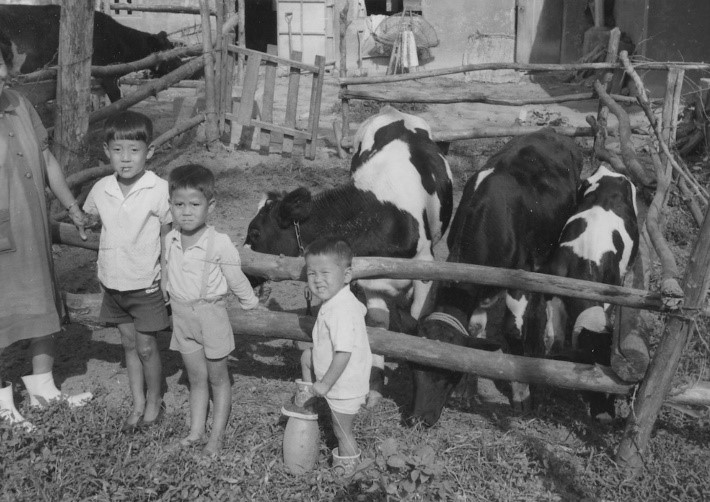 한국전쟁 직후 미국에서 원조를 받은 젖소들과 한국 어린이들 [헤퍼코리아 제공]