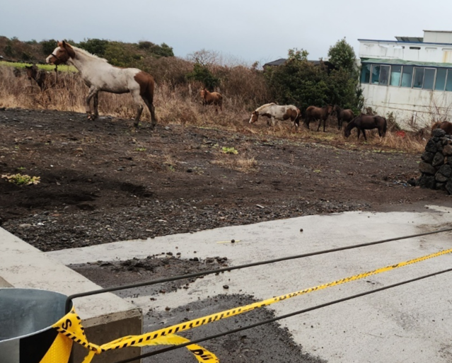 지난 10일 농장을 탈출한 말들이 서귀포시 성산읍 도로를 질주하다가 안전조치 된 모습(사진=제주동부소방서)