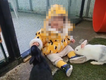 지난달 2일 제주도 내 모 동물농장에서 15개월 남아가 토끼에 손가락을 물리는 장면. 토끼는 아이의 오른쪽 넷째 손가락 부위 일부를 물어 삼켰고, 이 사고로 봉합 수술을 받았다. 시청자 제공