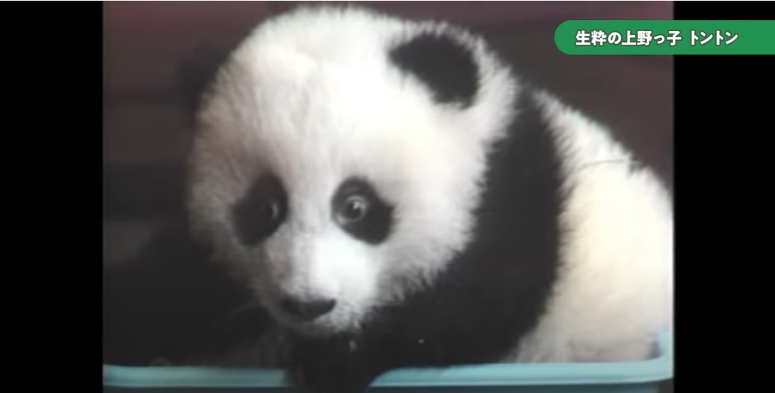 우에노동물원에서 처음 태어난 판다 ‘통통’(도쿄동물원협회 유튜브)