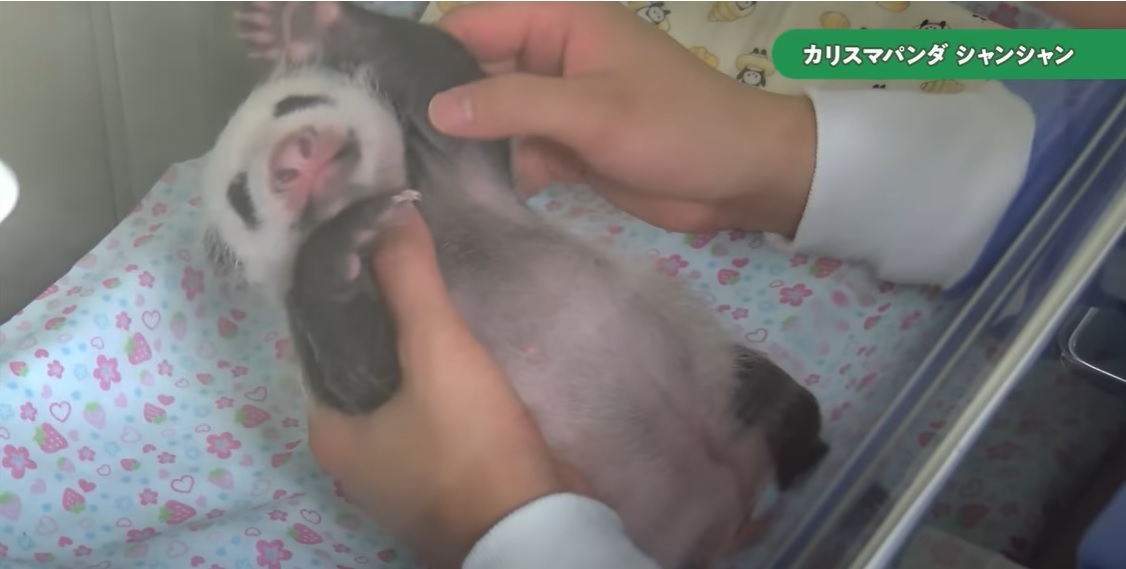 출생한지 얼마 지나지 않은 ’샹샹’(도쿄동물원협회 유튜브)