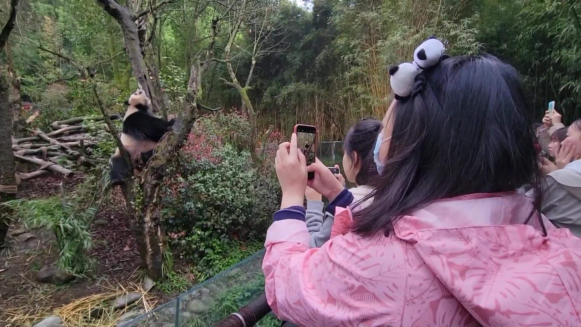 청두 판다 연구 기지에서 관광객들이 판다를 촬영하고 있다.(사진: 이창준 촬영기자)