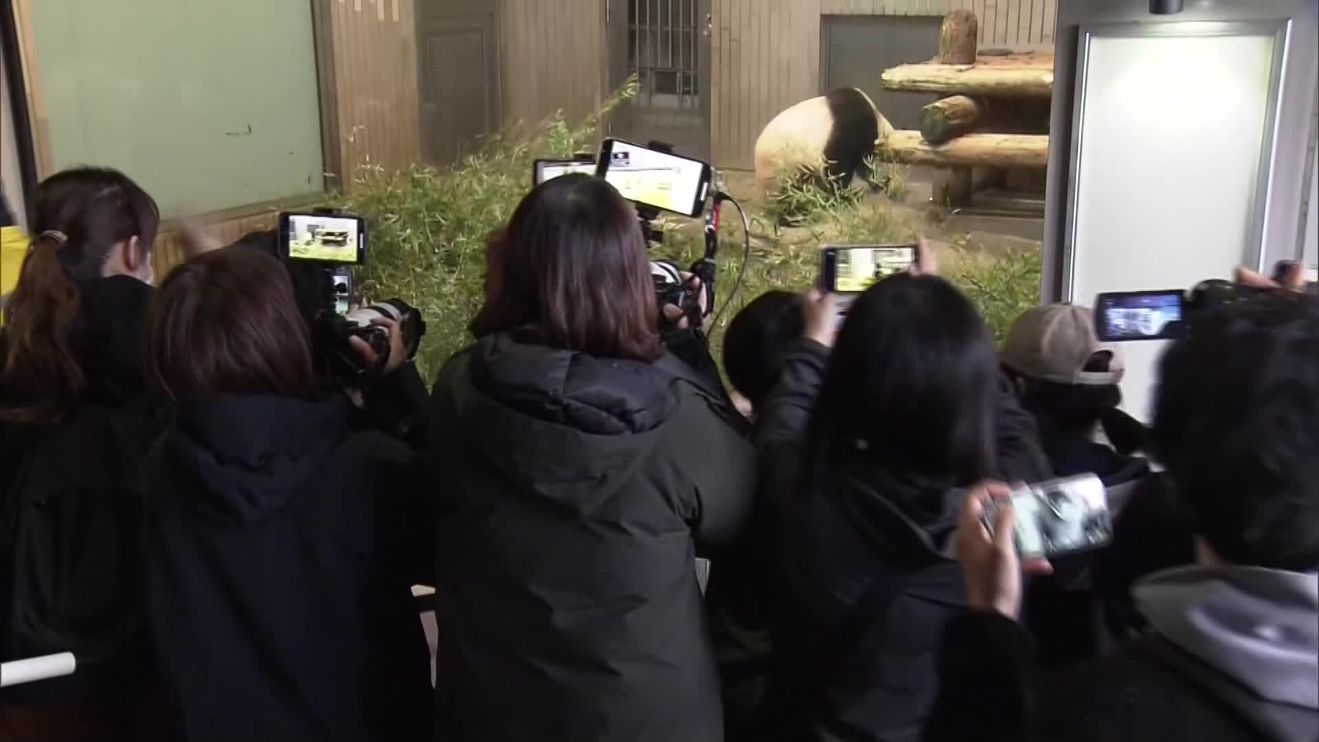 지난 2월 도쿄 우에노 동물원에서 중국 송환을 앞둔 ‘국민 판다’ 샹샹을 촬영하는 관광객들(사진: KBS 뉴스9 캡처)
