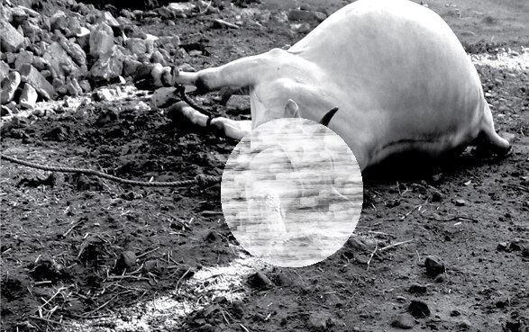가스누출 사고 이후 쓰러진 소 (환경보건시민센터 제공)