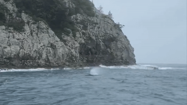 제주도 서귀포시 문섬 앞바다에서 인근 다이버들이 포착한 혹등고래.  시청자 김진명 제공