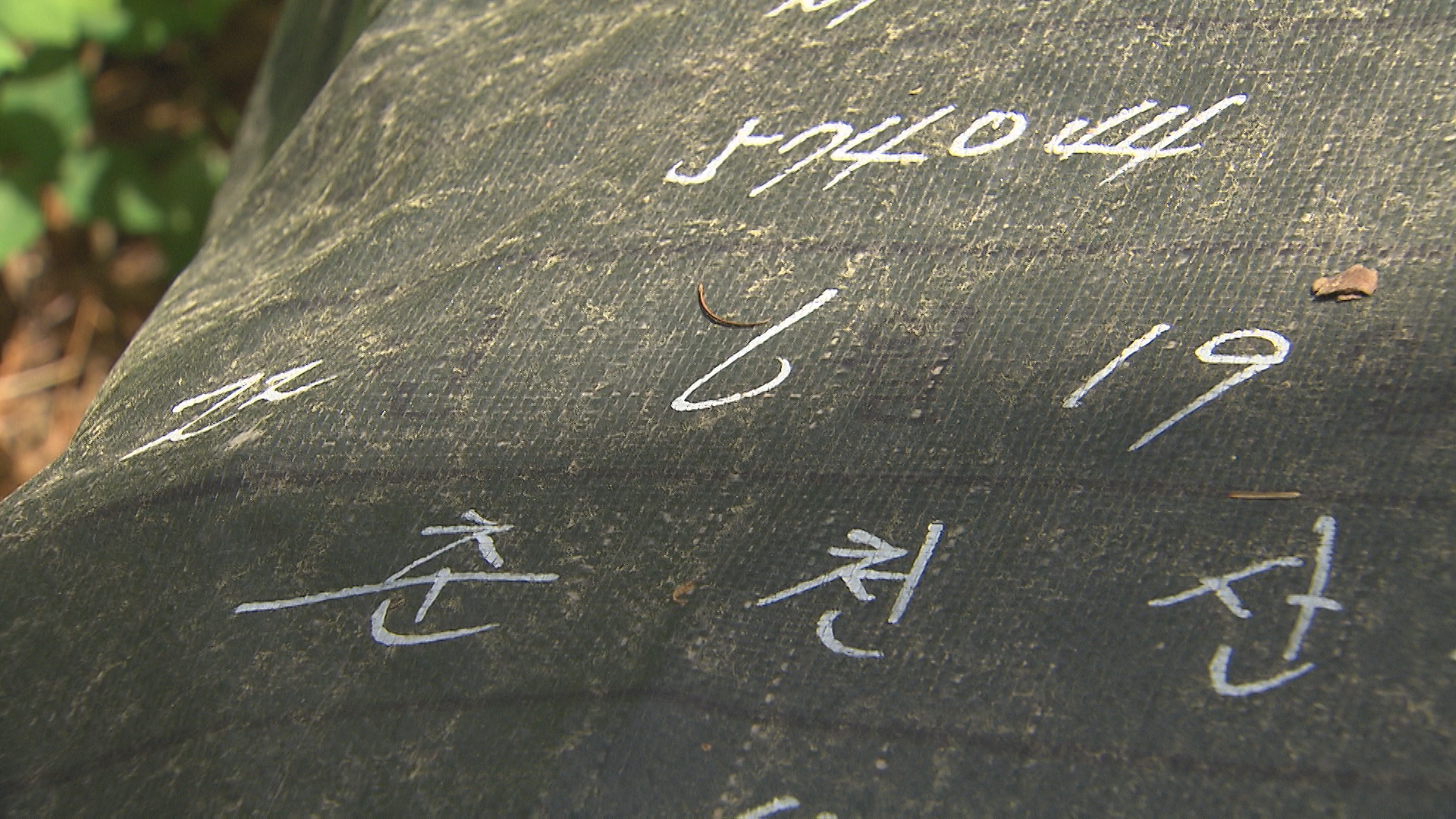 북방수염하늘소 활동기인 6월에 처리된 소나무재선충 고사목