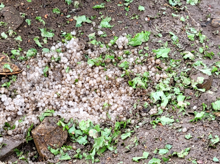 6월 11일 촬영본. 어른 손톱 만한 우박이 밭에 떨어져 있는 모습. 이 얼음 알갱이에 밭작물 피해가 발생. 사진 출처=평창군