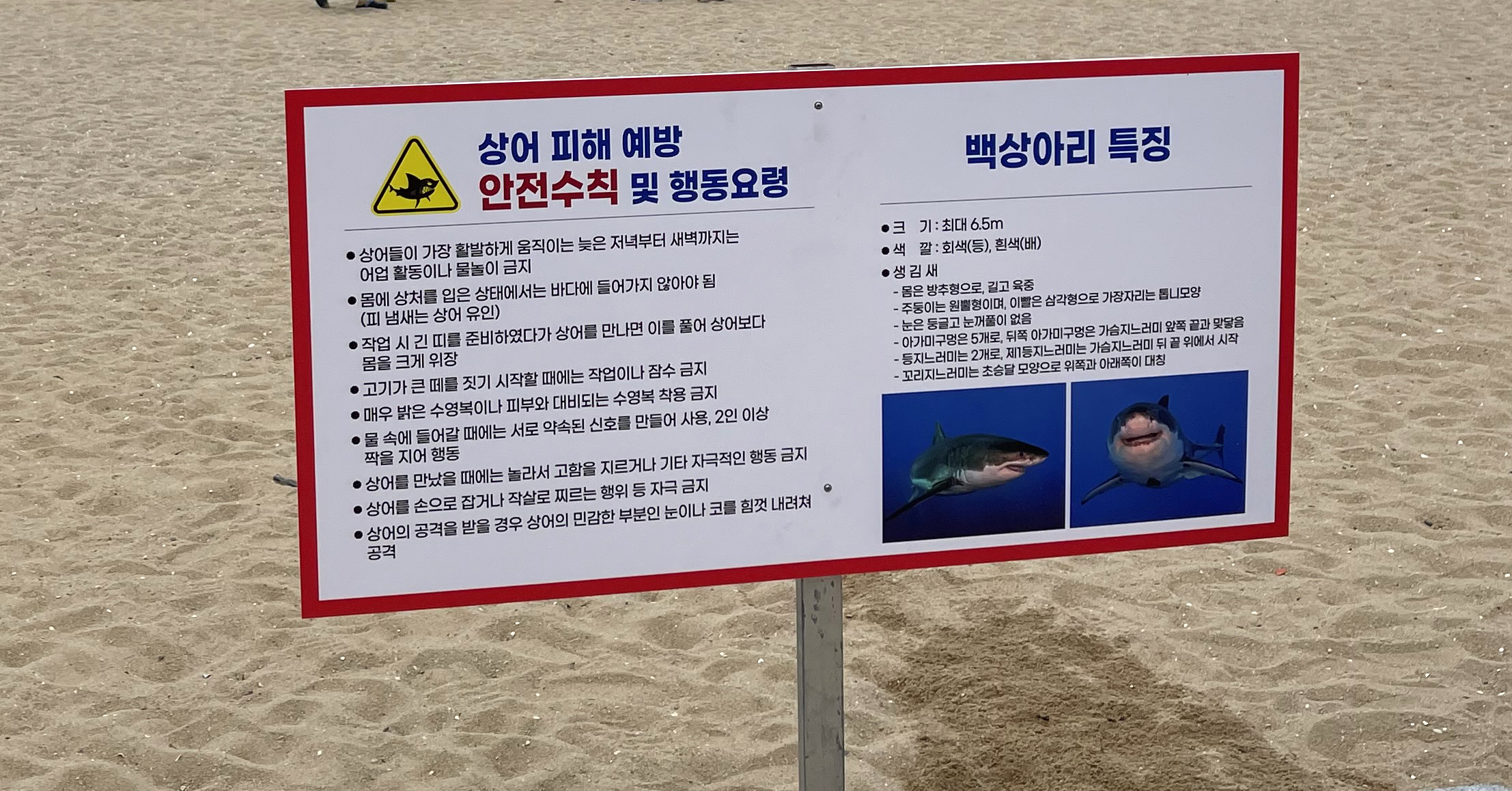 속초해수욕장에서 설치된 상어 피해 예방 안전 수칙 (촬영기자 : 박영웅)