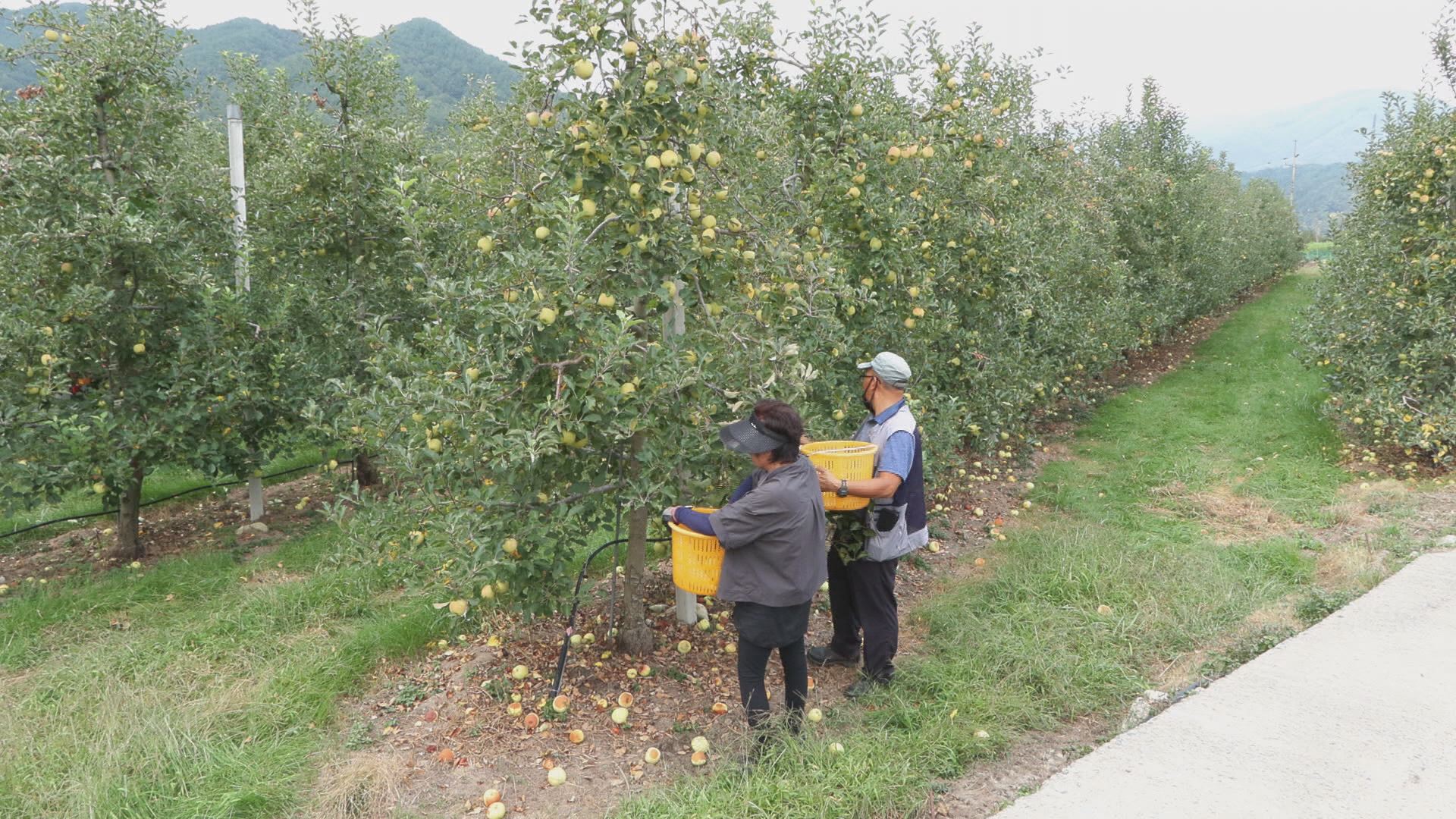 경북 김천 ‘황옥’ 사과 농가