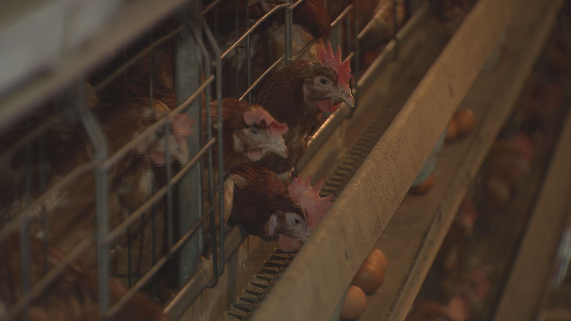 사료를 공급받지 못한 양계장에선 닭 200마리가 폐사하고, 산란율도 30% 줄었다.