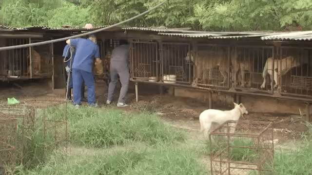 지난 8월, 춘천의 한 도견장에서 구조되는 개들