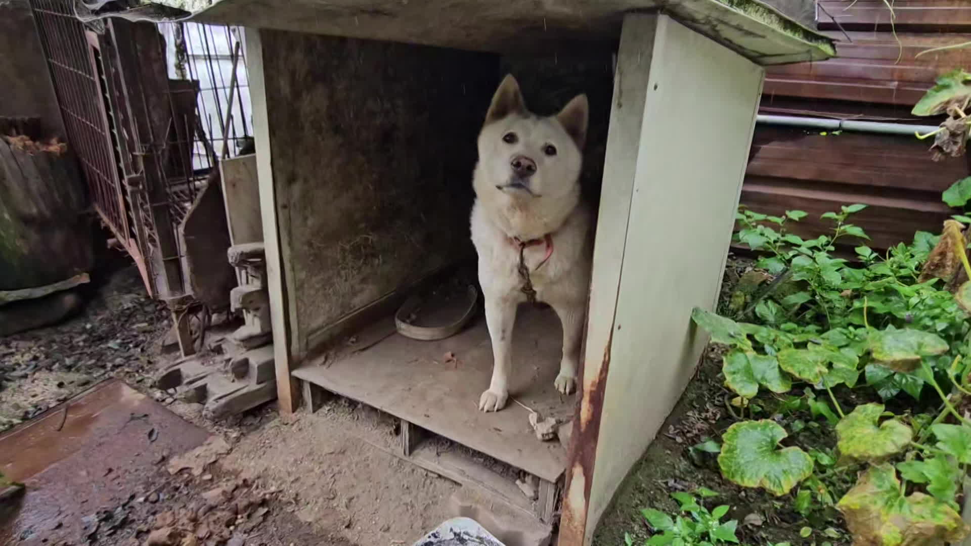 지난 9월, 춘천의 한 고물상에서 발견된 개(웅이)