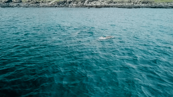 제주도 앞바다에서 남방큰돌고래가 무리를 지어 유영하는 모습. KBS제주 DB