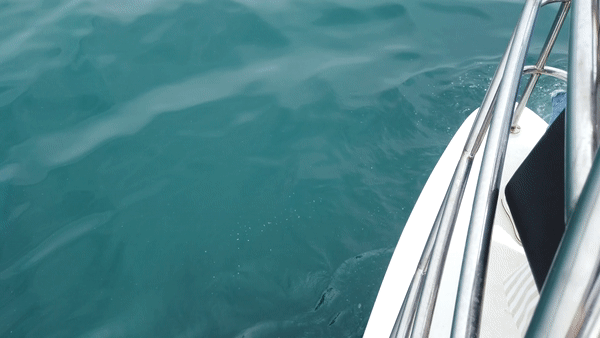 제주 서귀포 앞바다에서 한 레저 선박이 관광객을 태우고 남방큰돌고래 무리 주변을 운항하는 모습. KBS제주 DB