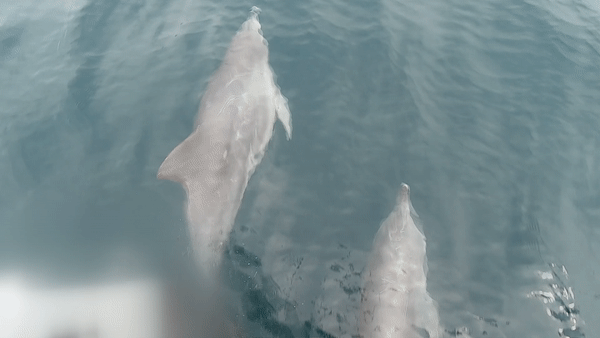 제주 서귀포 앞바다에서 관광객을 태우고 운항하는 레저 선박 주변으로 남방큰돌고래 두 마리가 유영하고 있다. KBS제주 DB