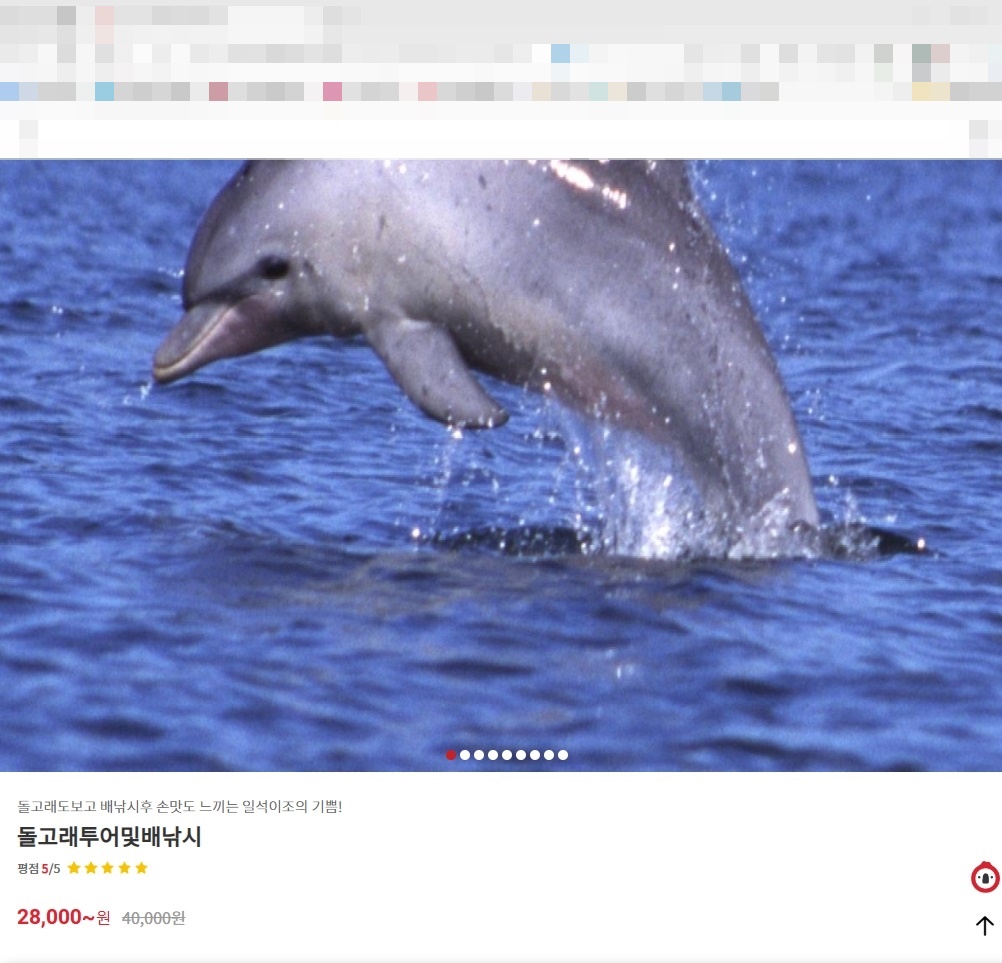 국내 한 여행 예약 사이트에서 판매되고 있는 ‘낚시 어선’ 돌고래 관광 상품. ‘돌고래도 보고, 낚시도 즐길 수 있다’며 홍보하고 있다. 핫핑크돌핀스 제공