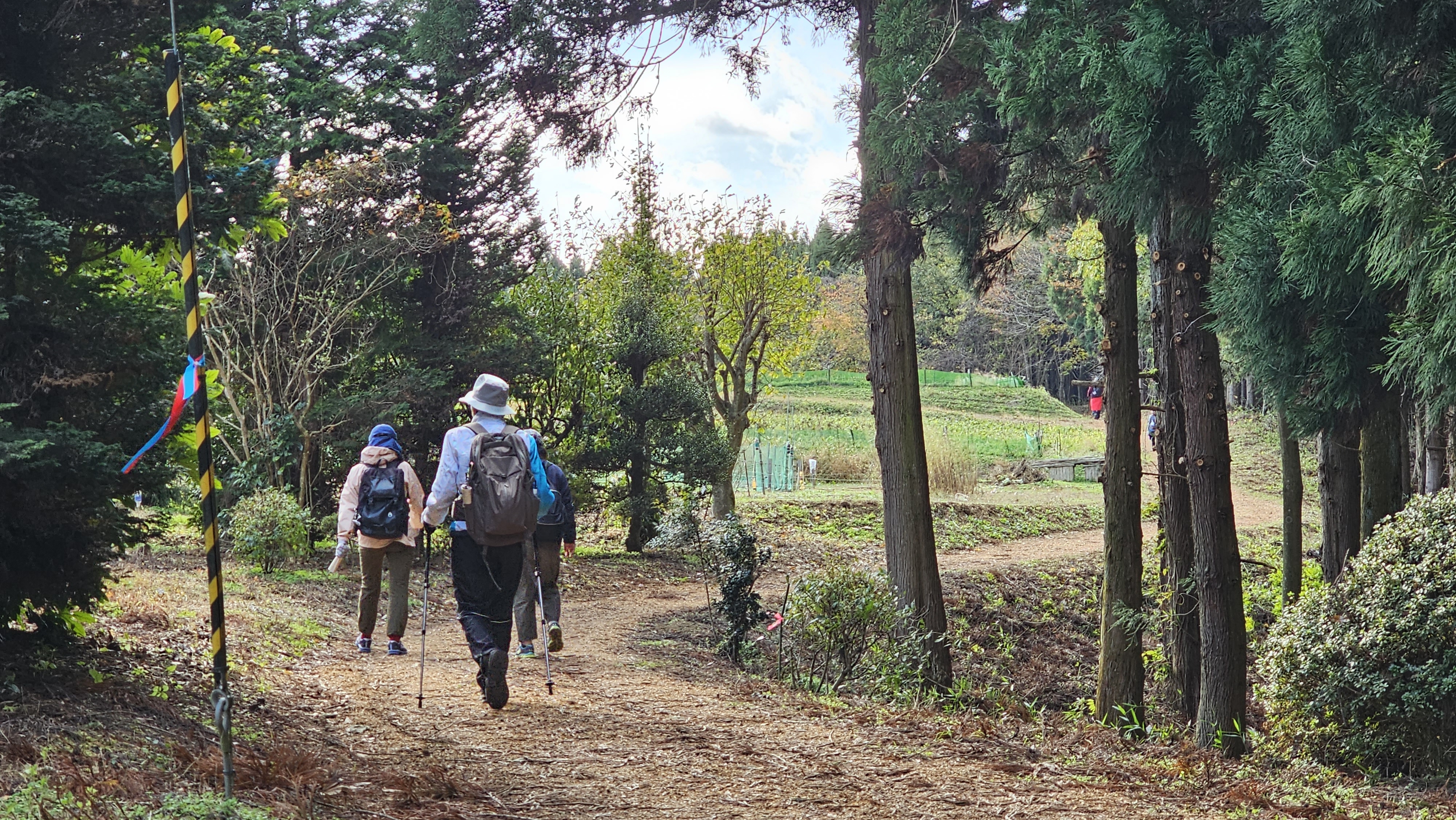 11일 개장한 일본 미야기올레 다섯 번째 코스 무라타(村田) 코스를 찾은 올레꾼들이 편백나무 숲길을 걷고 있다. (일본 미야기현=민소영 기자)