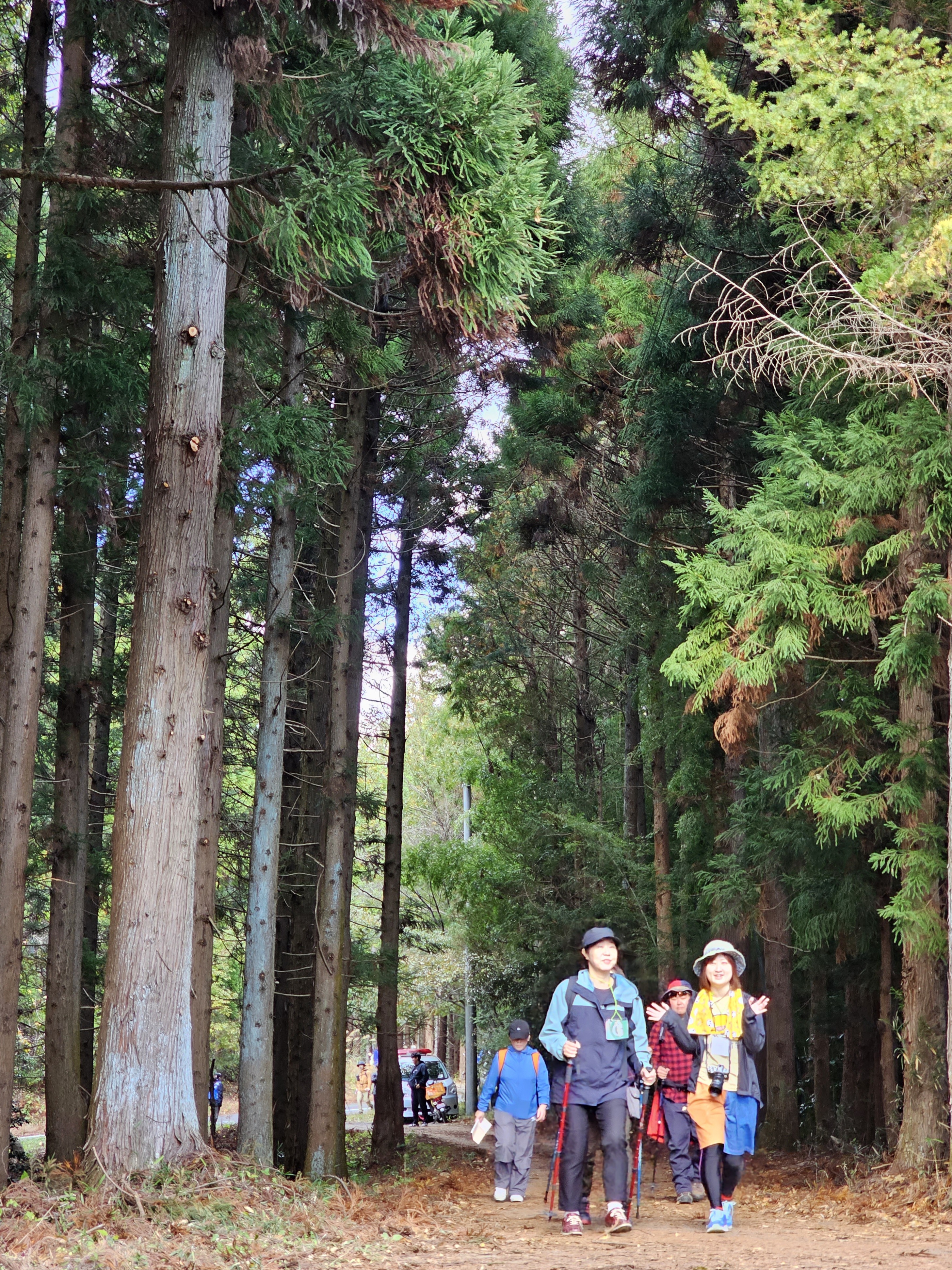 11일 개장한 일본 미야기올레 다섯 번째 코스 무라타(村田) 코스를 찾은 올레꾼들이 편백나무 숲길을 걷고 있다. (일본 미야기현=민소영 기자)