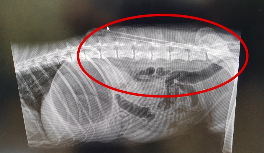 ‘천지’의 몸을 관통한 화살이 선명하게 찍힌 엑스레이(X-Ray) 사진. 제주시 제공