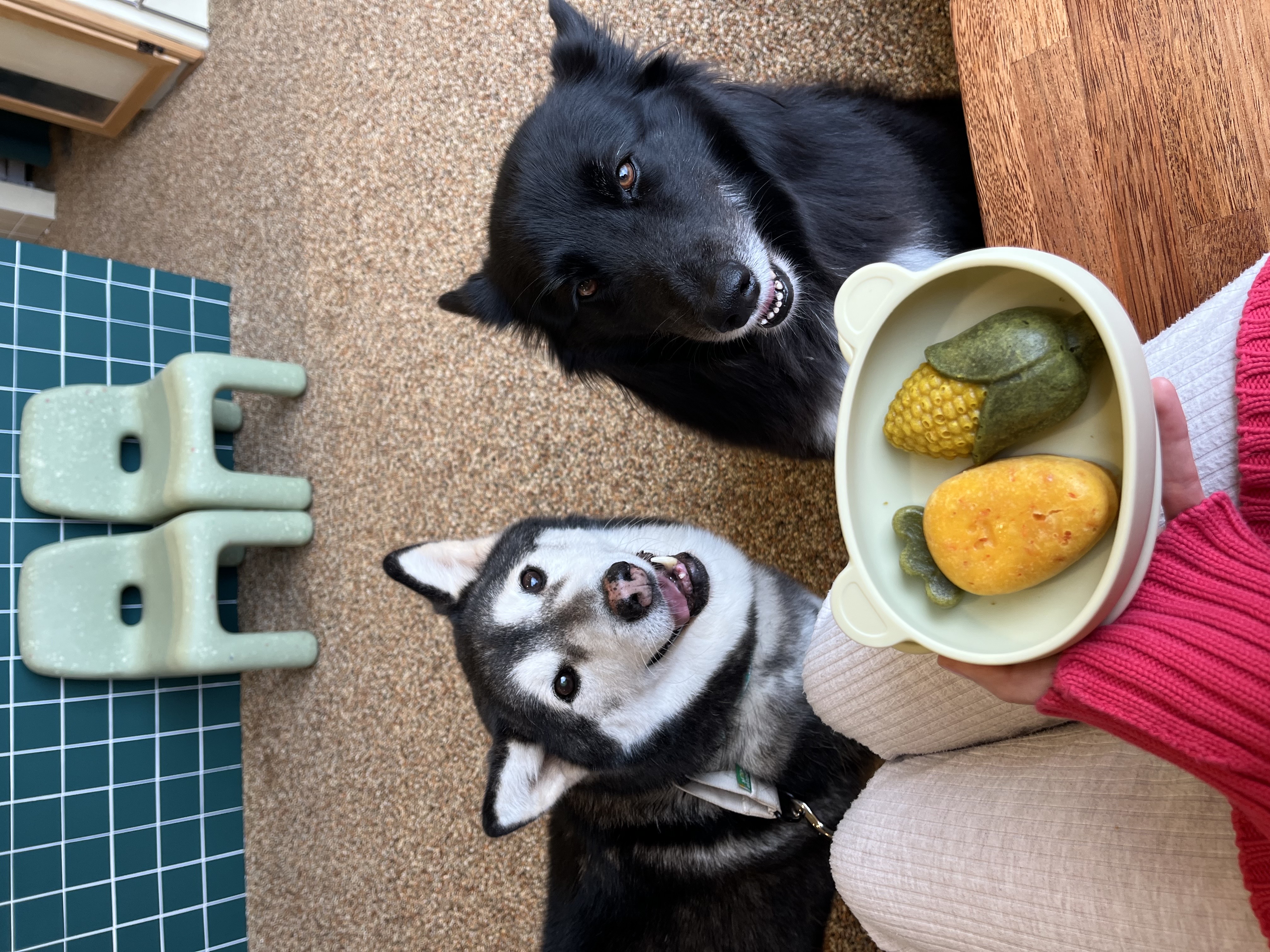 2022년  8월, 몸에 화살이 관통된 채 발견됐다가 수술과 치료를 받고 회복한 개 ‘천지(왼쪽)’가 활짝 웃고 있다. 혼디도랑 제공