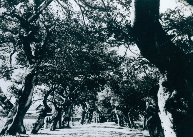 사진 출처: 남도역사연구원(광주 유림 숲, 1900년대 초 추정)