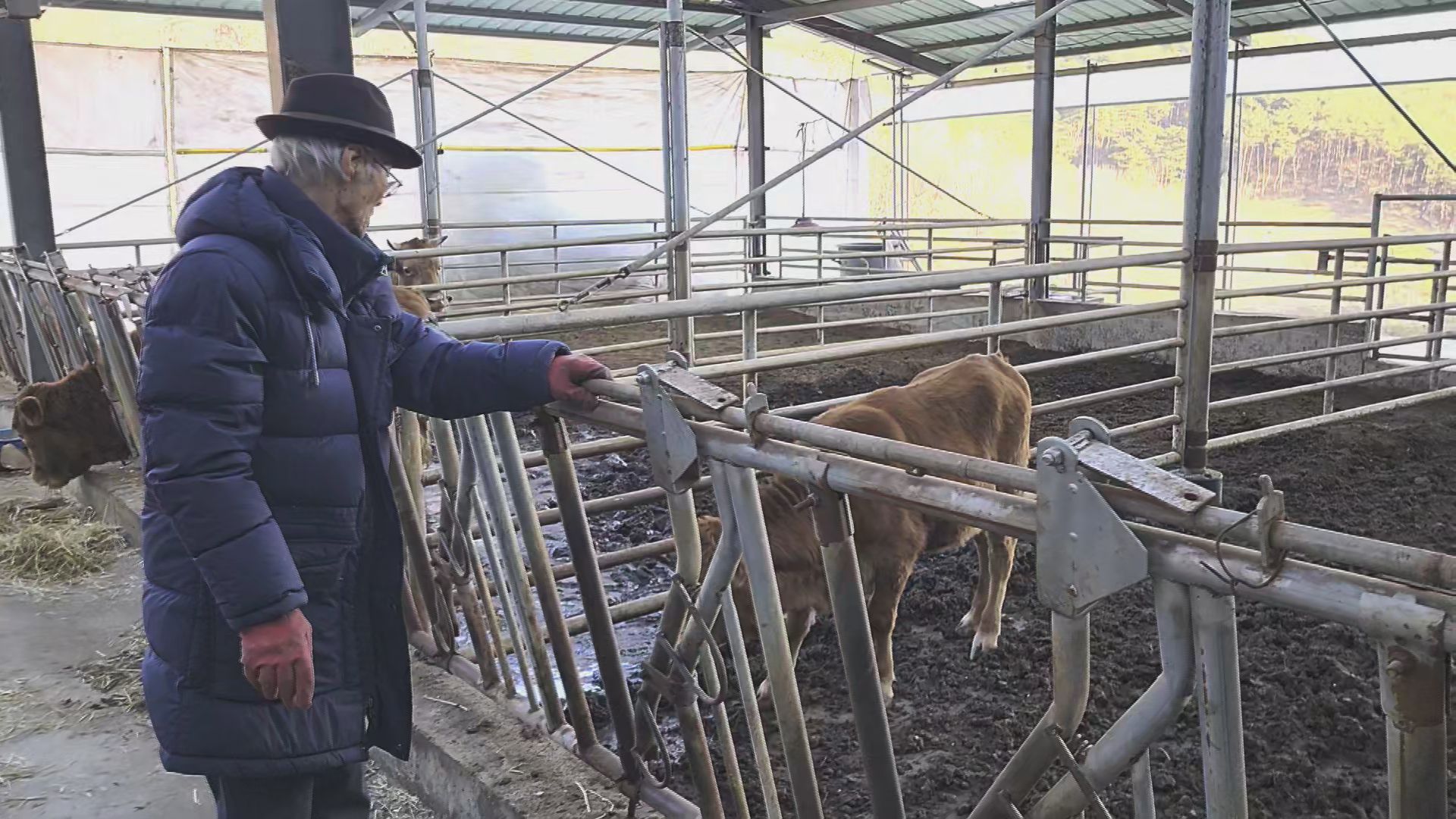 살아 돌아온 송아지를 살피는 김 할아버지