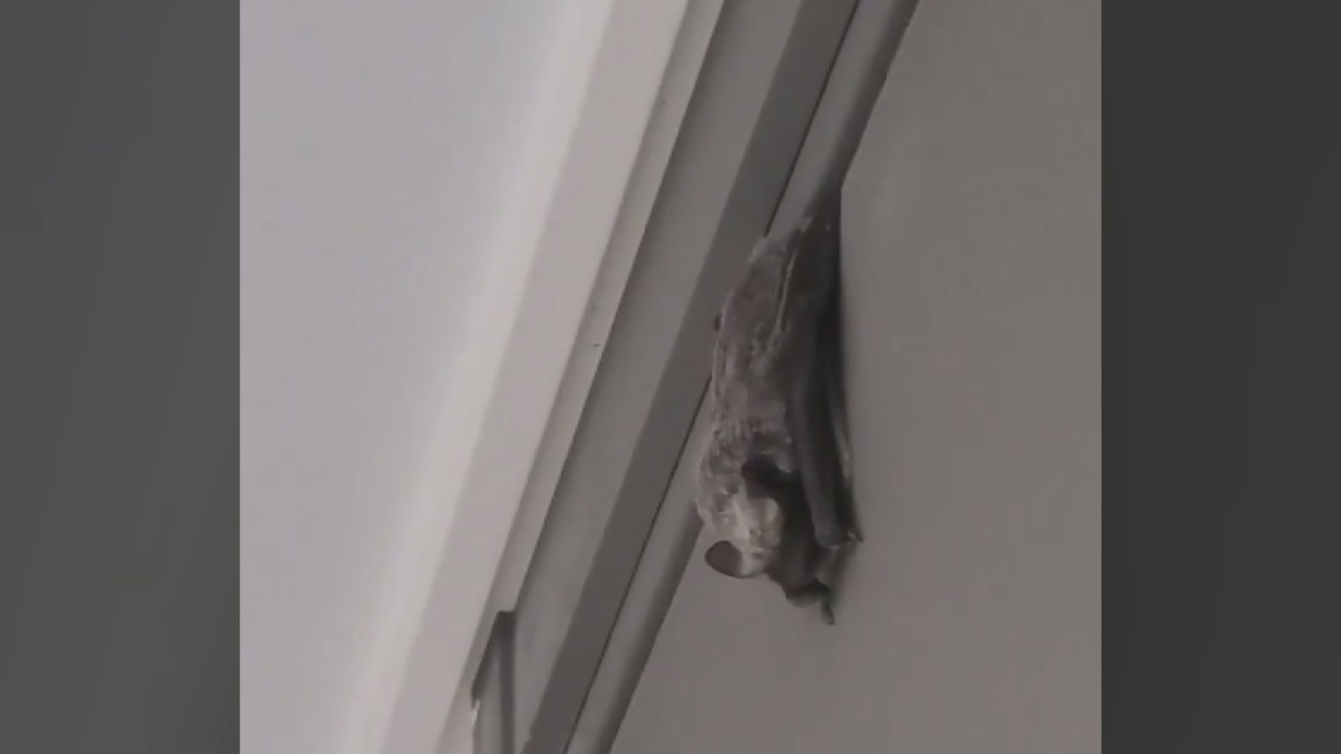 집 안에서 발견된 박쥐