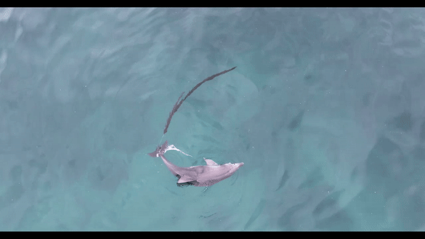 지난 21일 서귀포시 대정읍 앞바다에서 다시 발견된 새끼 남방큰돌고래(화면제공=다큐제주·제주대 돌고래연구팀)