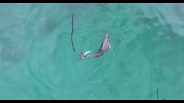 지난 21일 서귀포시 대정읍 앞바다에서 다시 발견된 새끼 남방큰돌고래(화면제공=다큐제주, 제주대 돌고래연구팀)