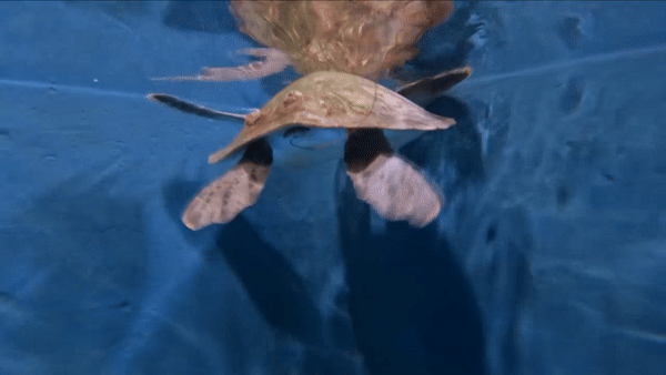 제주지역 구조치료기관인 아쿠아플라넷 제주에서 치료받고 있는 푸른바다거북