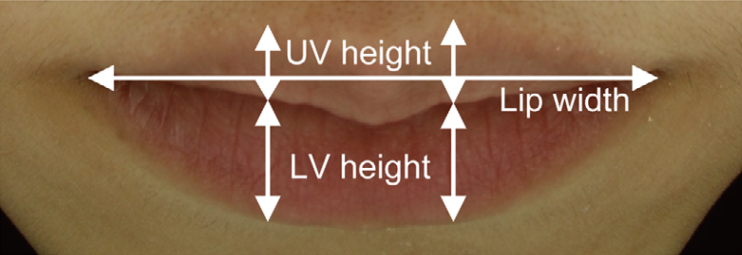 입술 길이(Lip width), 윗입술 두께(UV height), 아랫입술 두께(LV height)
