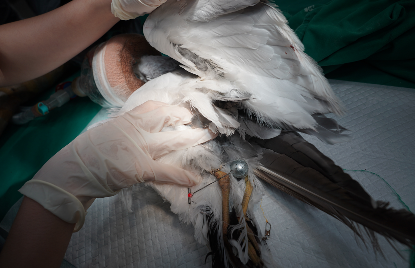 제주 해안에서 낚싯줄에 걸려 발견된 괭이갈매기가 제주야생동물구조센터로 옮겨져 치료받는 모습(사진=제주야생동물구조센터)