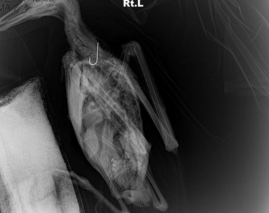 제주 해안에서 낚싯줄에 걸려 구조된 재갈매기의 엑스레이 사진. 몸 안에서 낚싯바늘이 발견된 모습(사진=제주야생동물구조센터)