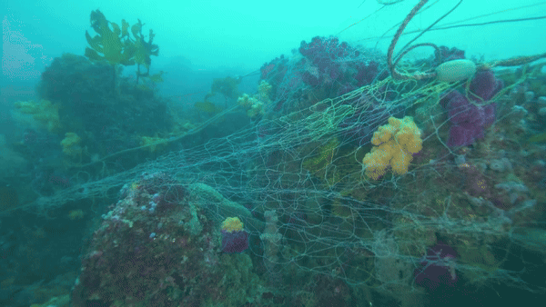 제주도 서귀포 형제섬 인근 수중에 있는 연산호 군락이 폐그물로 뒤덮인 모습