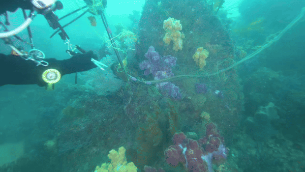 연산호 군락을 뒤덮은 폐그물을 제거하는 모습