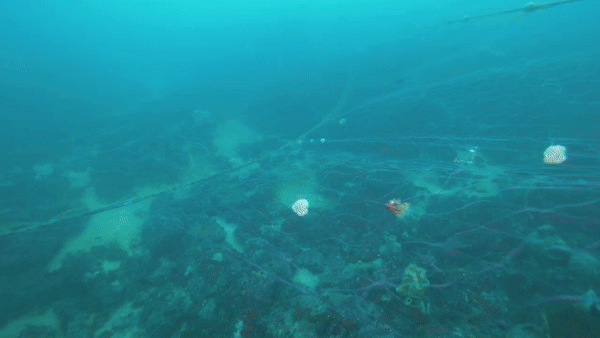 폐그물에 걸려 잘려나간 연산호의 폴립들(산호의 가장 작은 단위)