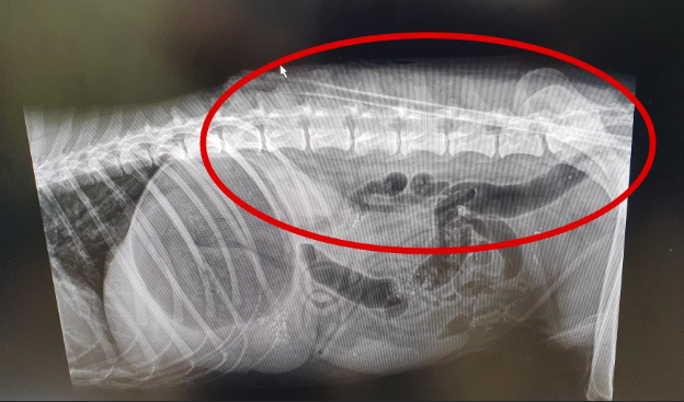강아지의 몸을 관통한 화살이 선명하게 찍힌 엑스레이(X-Ray) 사진(사진=제주시)